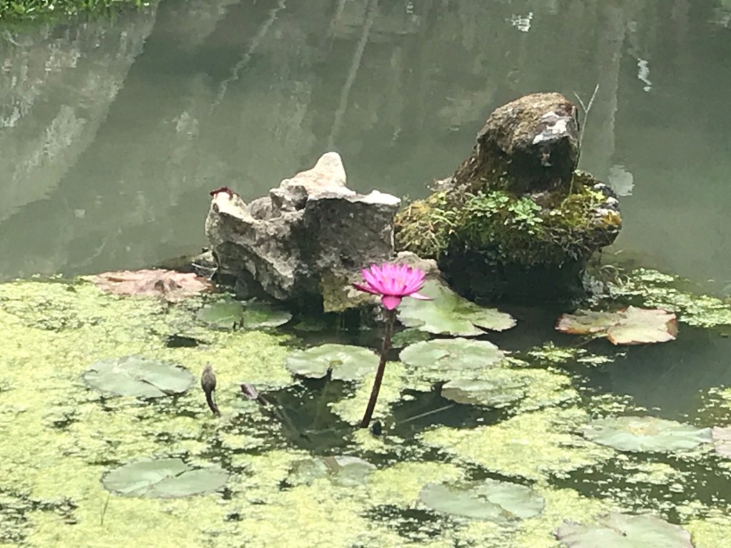 Camping No.29 – 苗栗南庄&nbsp;一畝田